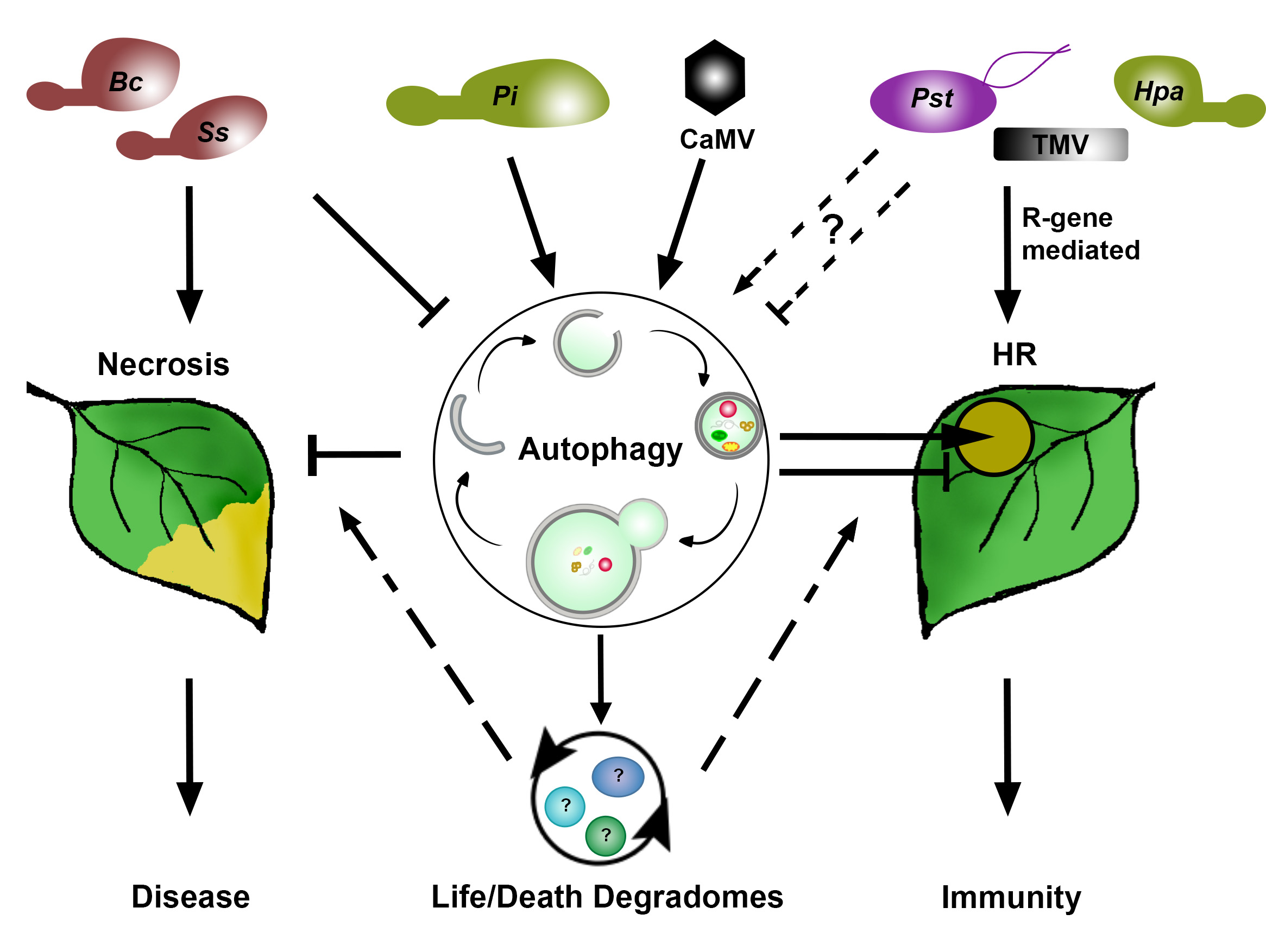 Current opinion. Иммунитет растений. Физиология растений. Physiological process in Plants. Immunity of Plants to diseases.